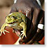 Animaux et bêtes d'Afrique