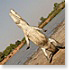 Crocodiles sacrés du Burkina Faso - Afrique
