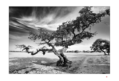 Arbre Burkina