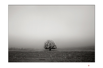 arbre Jura