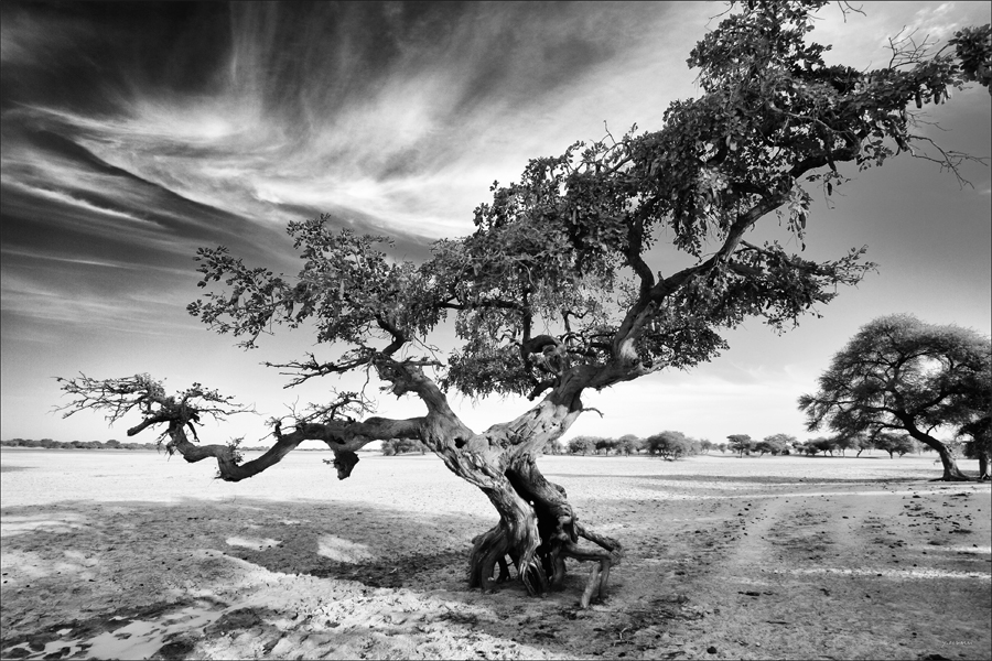 arbre burkina