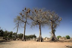 Fromagers - Burkina Faso