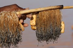 Peche dans le Béli - Burkina - Frontière du Mali