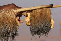 Peche dans le Béli - Burkina - Frontière du Mali