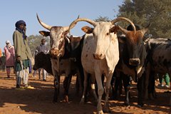 Marché de Djibo